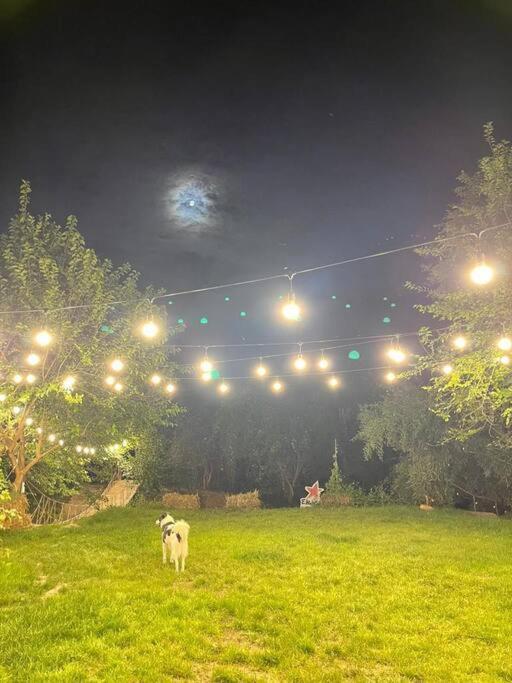 Casa Din Povesti In Mijlocul Naturii! Arad Buitenkant foto